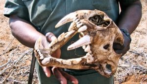 lion skull in hands