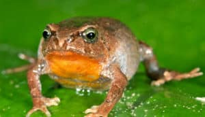 Bryophryne lowland flogs