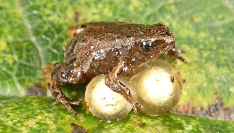 Noblella pygmaea frog with eggs