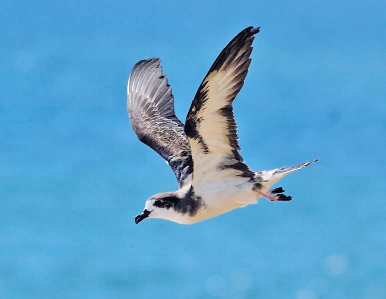 Hawaiian petrel in flight