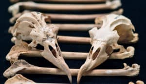 petrel bones