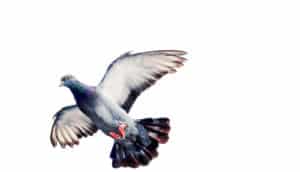 pigeon in flight on white