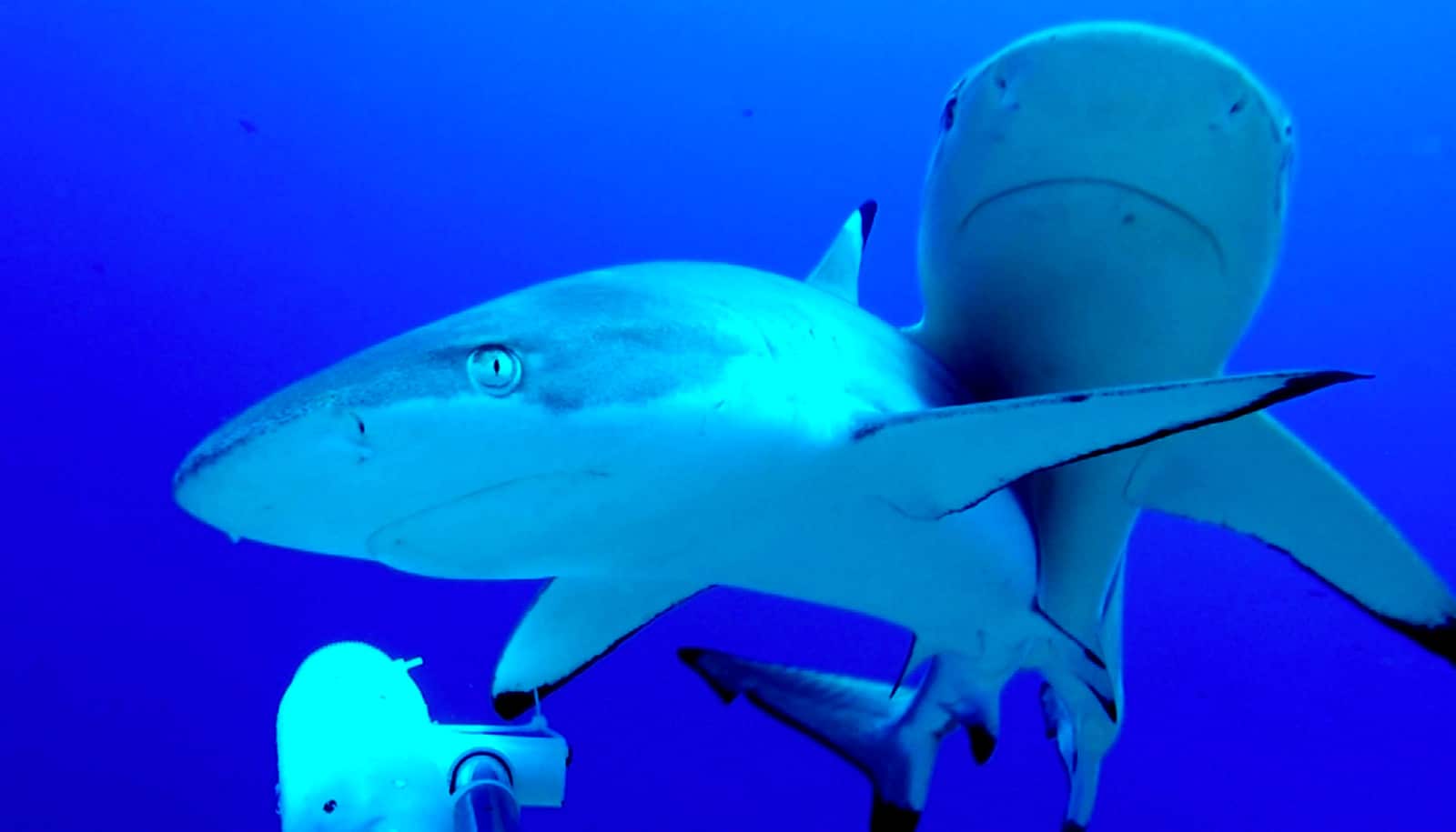 These sharks don't avoid hanging out with people - Futurity