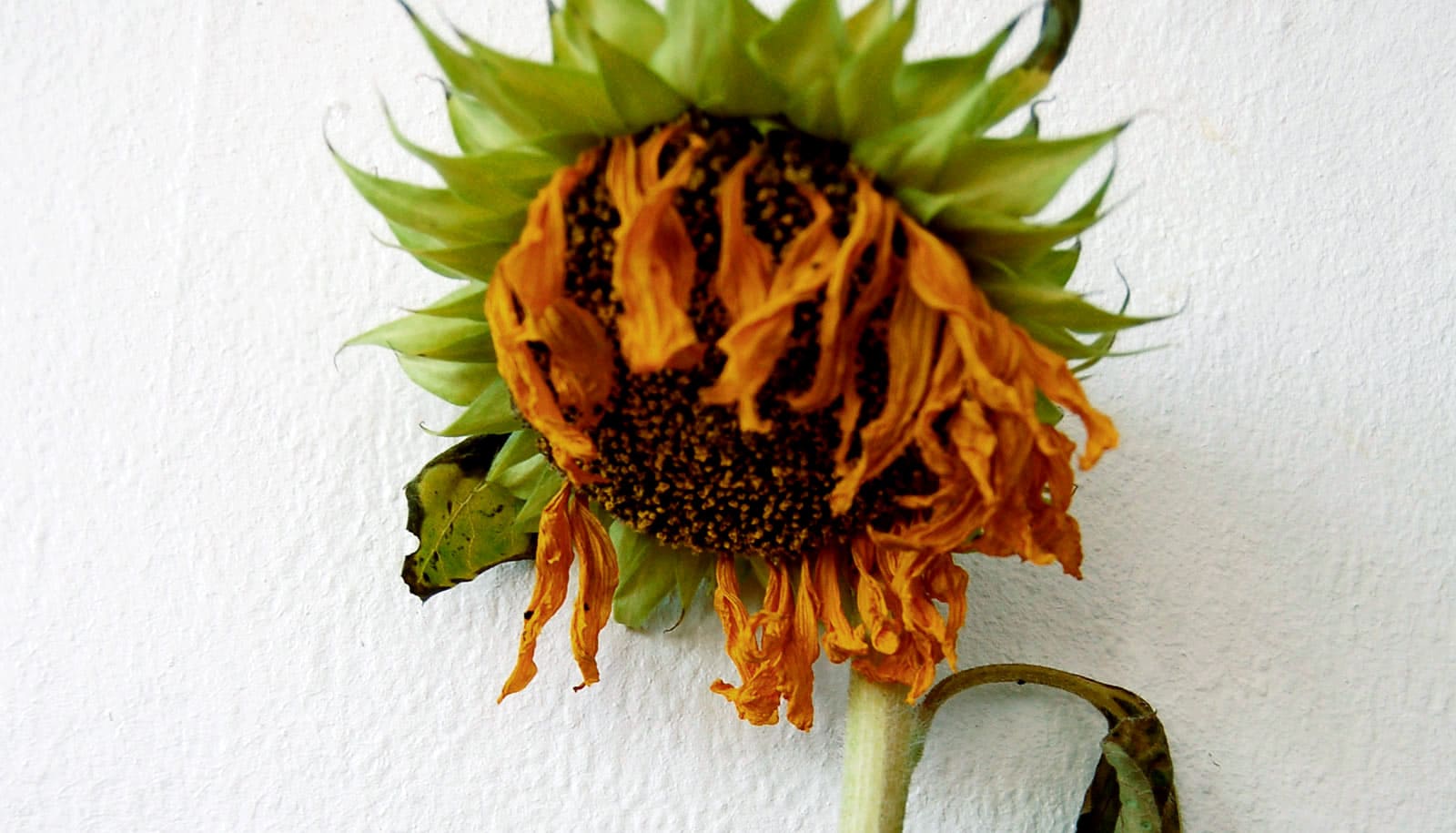 How plants slow their growth under stress Futurity