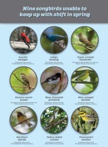 9 songbird species graphic
