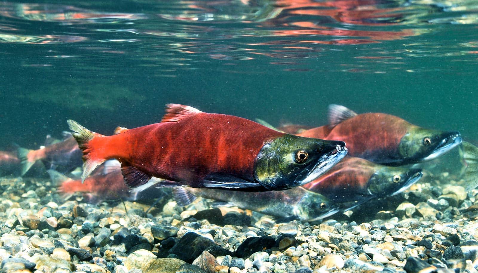 California Ocean Salmon Season 2024 Lise Sherie