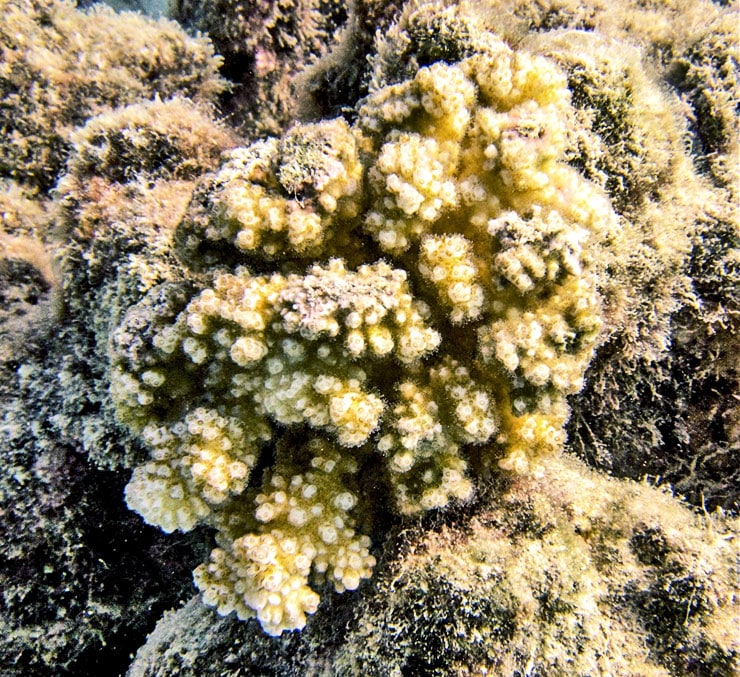 cauliflower coral reef in Moorea