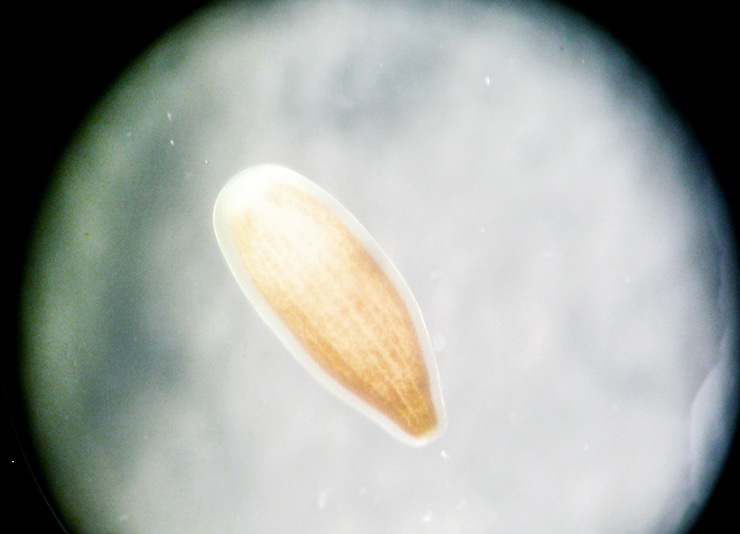 cauliflower coral larva