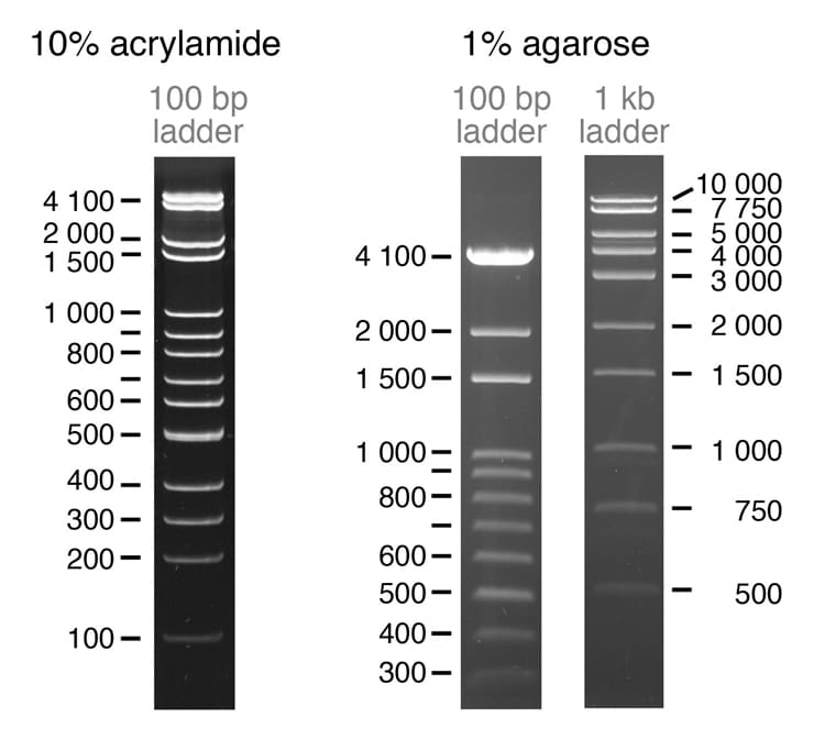 DNA ladders