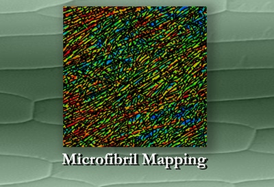 microfibril mapping illustration