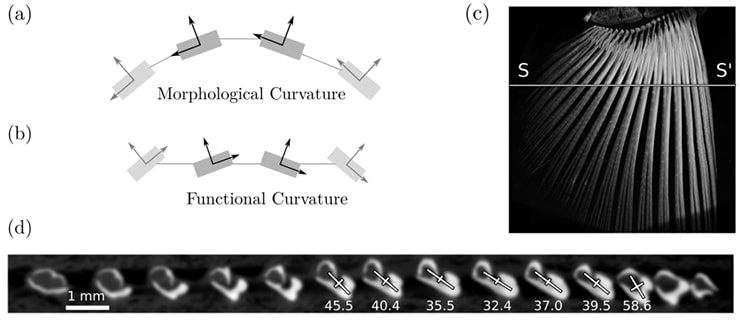 fish fin curvature diagram