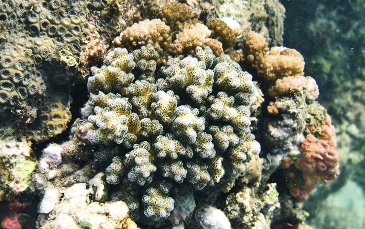 cauliflower coral reef in Taiwan