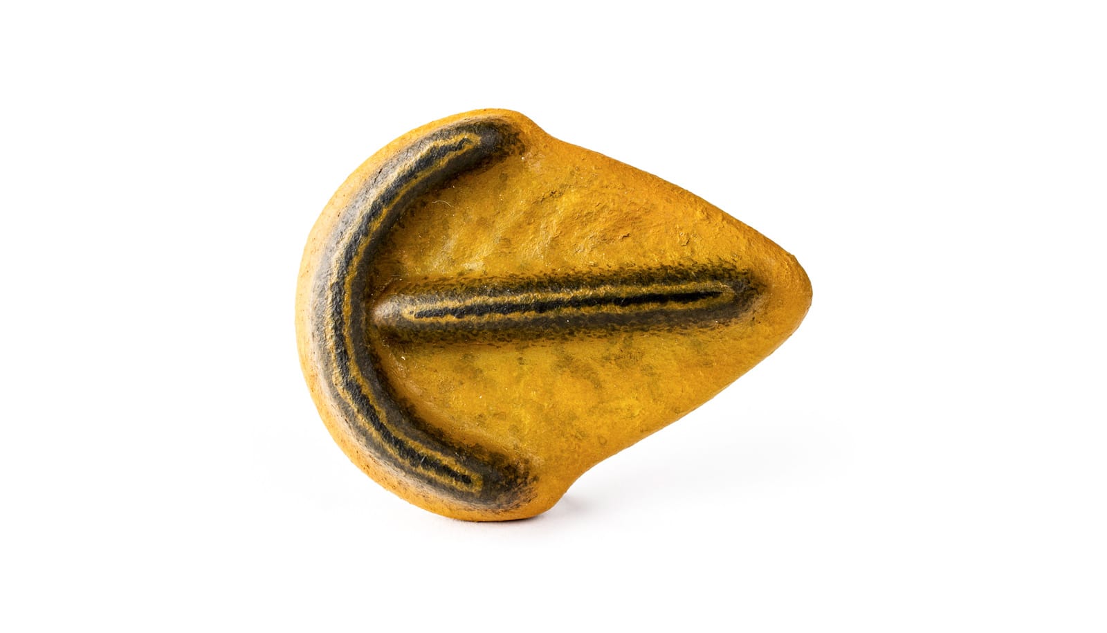 DRAWING OF TIME LINE OF EVOLUTION OF LIFE FROM PRECAMBRIAN JELLYFISH TO MAN  HOMO SAPIENS Stock Photo - Alamy, image size:1600x915