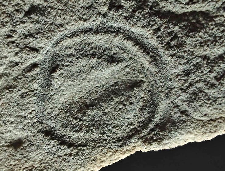 Parvancorina minchami fossil. 