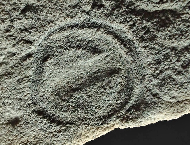 Parvancorina minchami fossil.