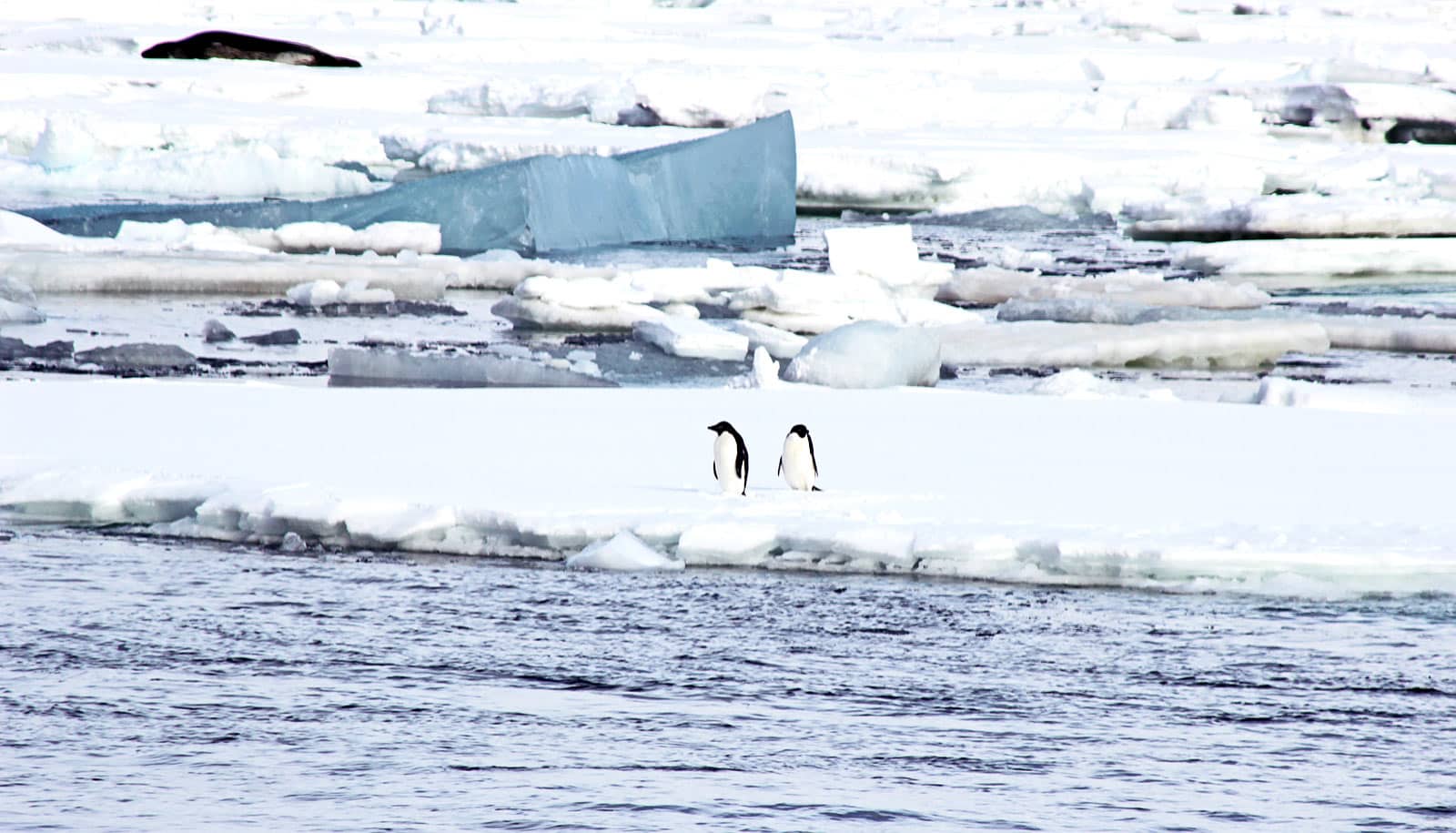 two penguins on ice