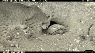 bobcat and desert tortoise