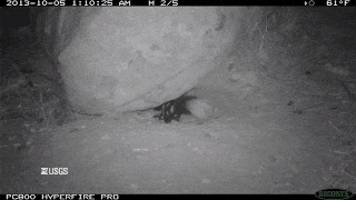 western spotted skunk gif
