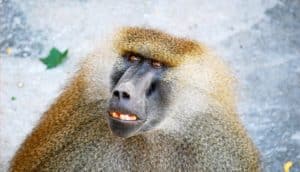 awkward baboon