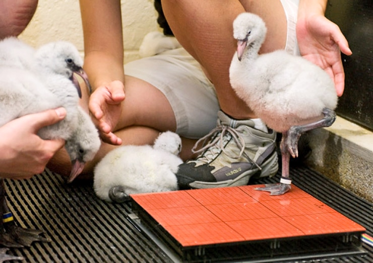 juvenile flamingo