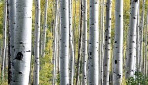 birch tree forest with yellow leaves