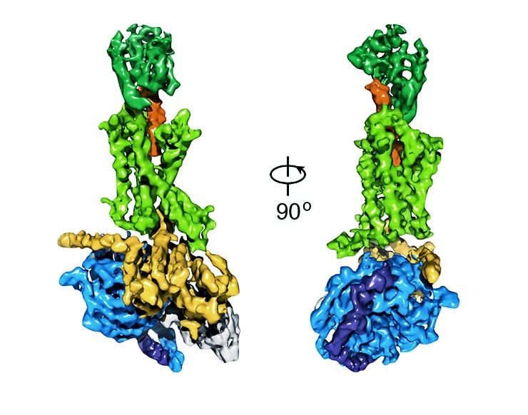 A cryo-EM density map of an activated G protein-coupled receptor complex