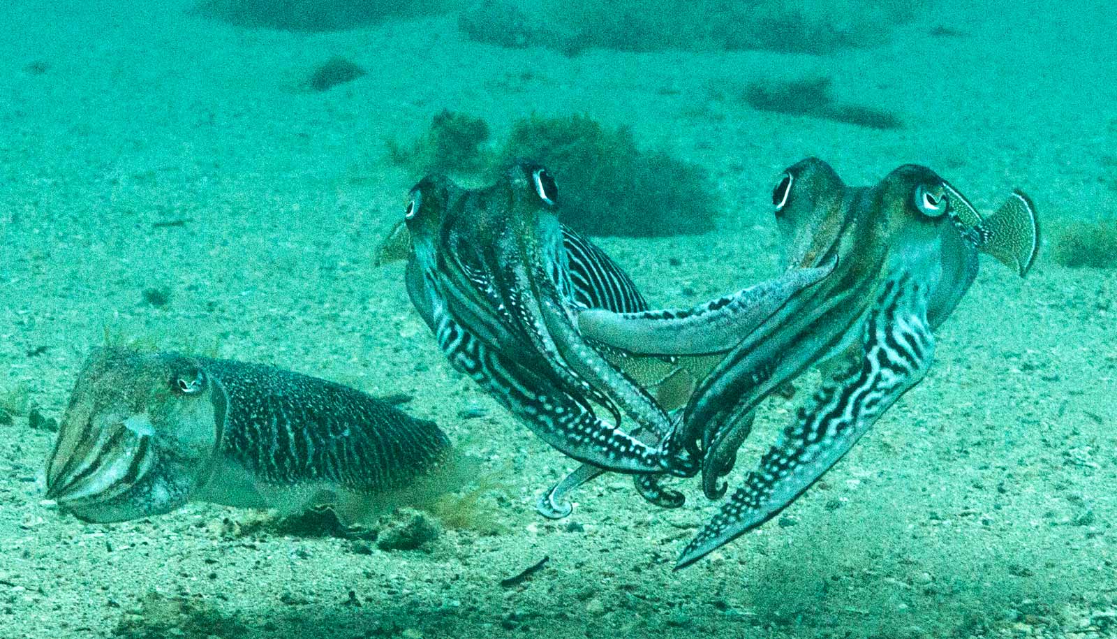 cuttlefish fight