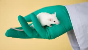 gloved hand holding white mouse on yellow background