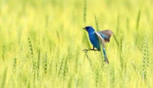 indigo bunting in field