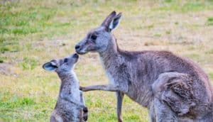 kangaroo mother and baby