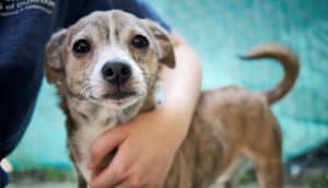 child's arm around dog