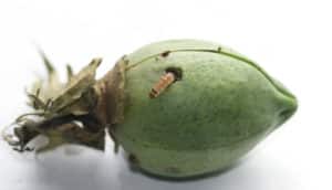 pink bollworm exiting green fruit