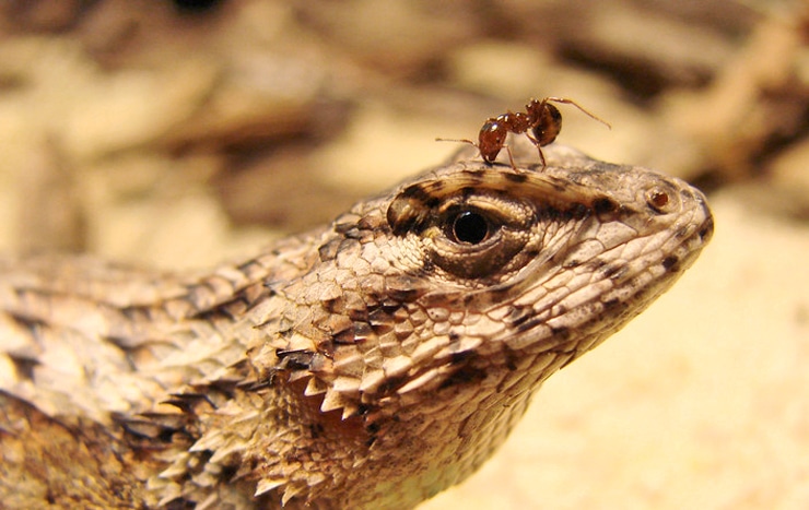fence lizard with ant on face