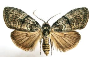 male Urbana lugens moth