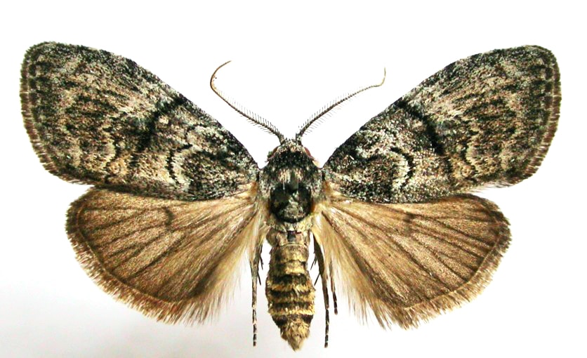 male Uraba lugens moth