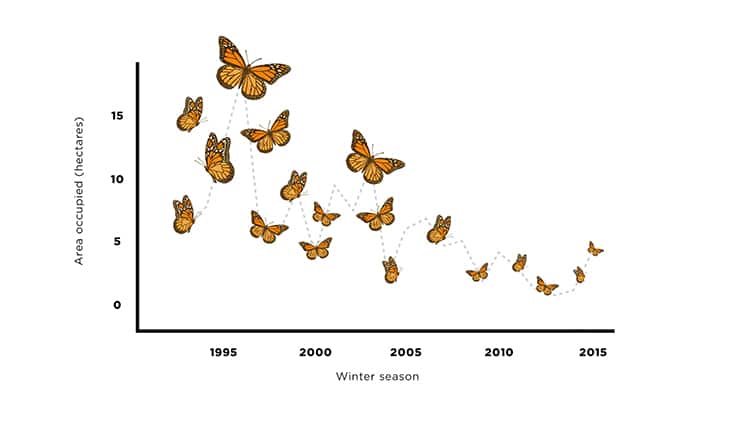 chart showing the monarch butterflies' decline