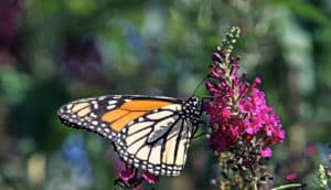 monarch butterfly on a flower