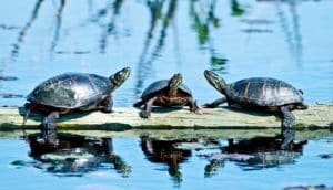 three painted turtles on a log