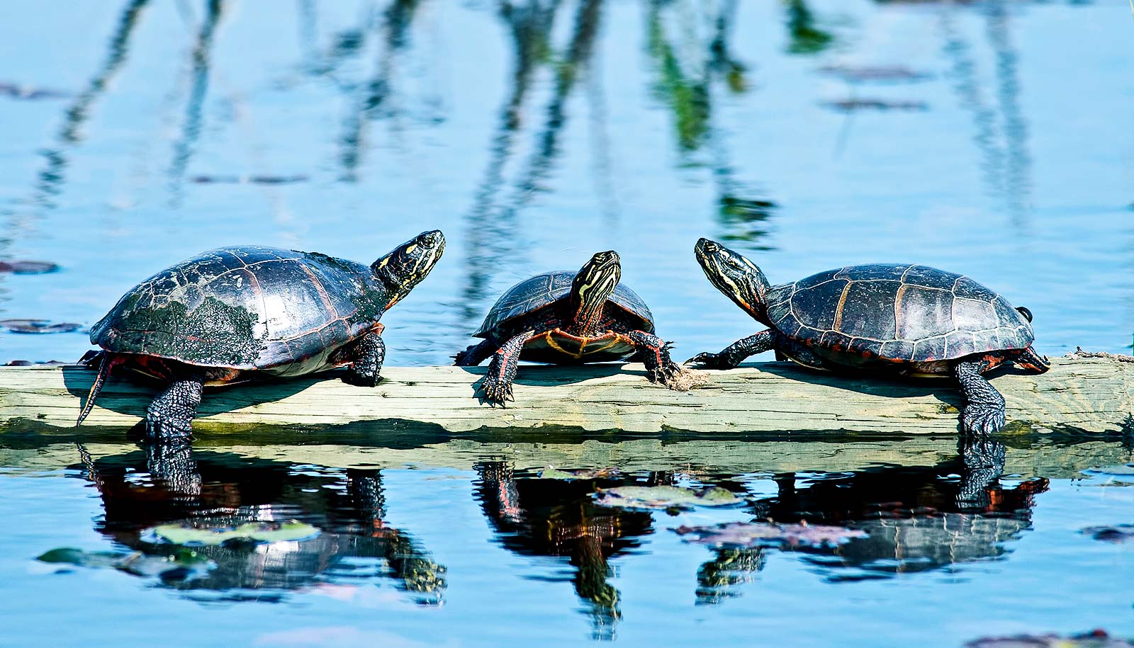 BPA may do longlasting damage to painted turtles Futurity