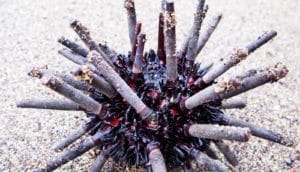 pencil urchin