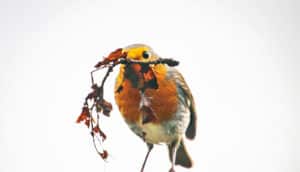 robin with nest material in beak