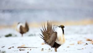 sage grouse in snow