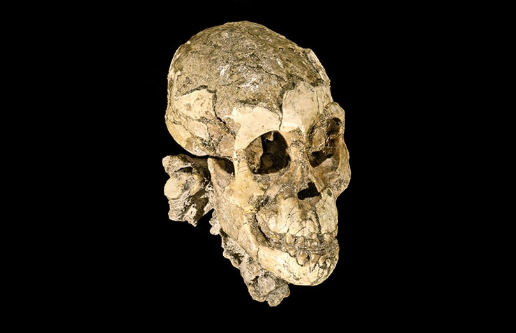 Selam's skull