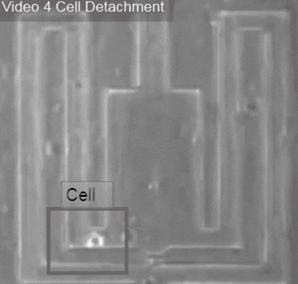 microfluidic chip gif