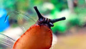 red slug on window glass