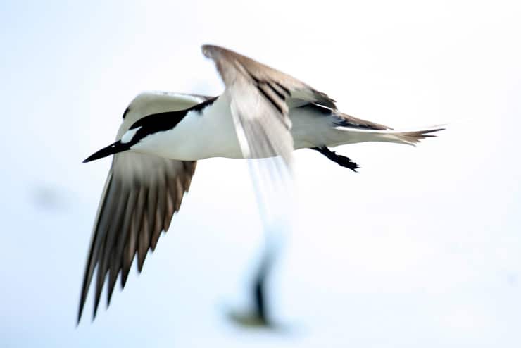 sooty tern in flight
