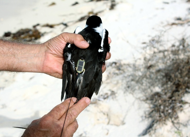 telemetry tag on sooty tern