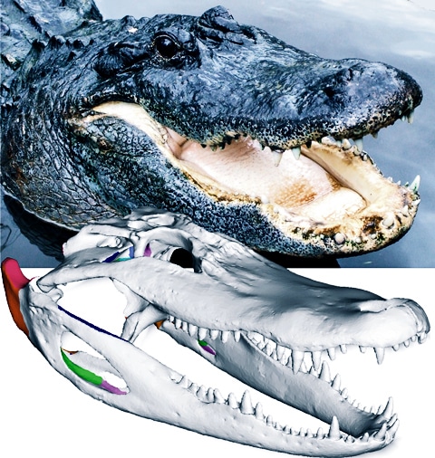 3D model of alligator skull