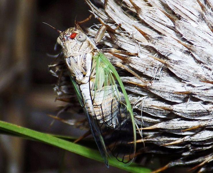 Beameria venosa cicada