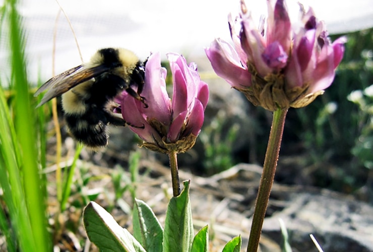 long-tongued bumble bee queen